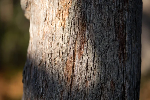 Inhemska Tuggummi Träd Som Växer Skog Nationalpark Australien Busken — Stockfoto