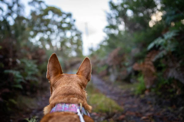 walking a dog on a path in the forest in the bush. tan kelpie in a park in australia in spring