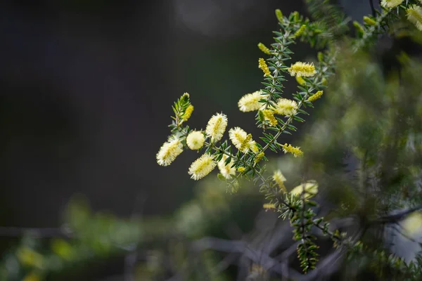 Bright Native Yellow Banksia Flower Spring National Park Australia — Stock Photo, Image