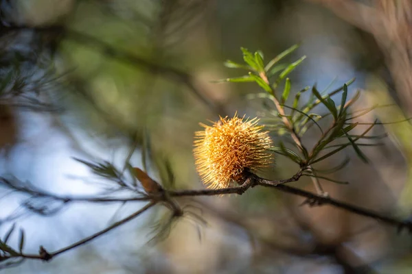 Flor Amarela Nativa Brilhante Banksia Primavera Parque Nacional Austrália — Fotografia de Stock