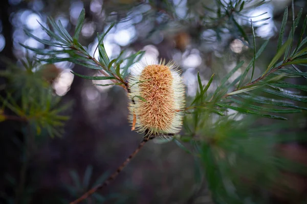 Heldere Inheemse Gele Banksia Bloem Het Voorjaar Een Nationaal Park — Stockfoto