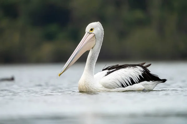 Pelican Close River Australia Feeding — Stock Photo, Image