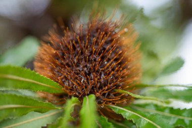 İlkbaharda Avustralya 'da bir milli parktaki parlak sarı bankacılık çiçeği.