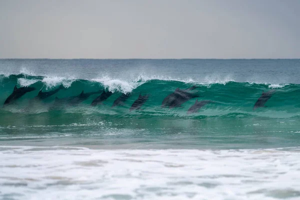 Delfiny Surfing Fale Plaży Australia — Zdjęcie stockowe