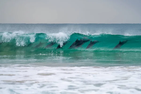 Dolphin Surfing Waves Beach Australia — Stock Photo, Image