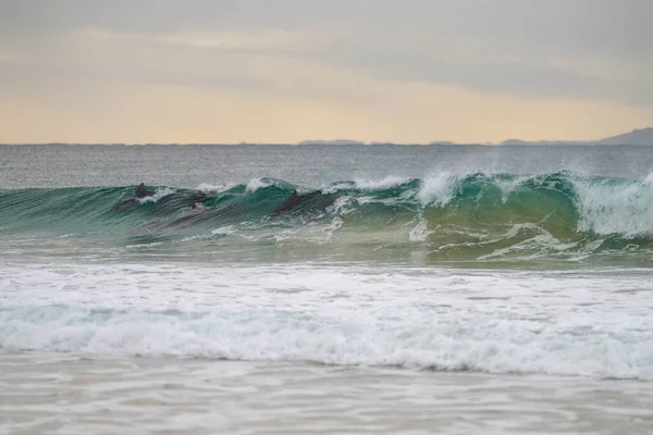 Delfiny Surfing Fale Plaży Australia — Zdjęcie stockowe