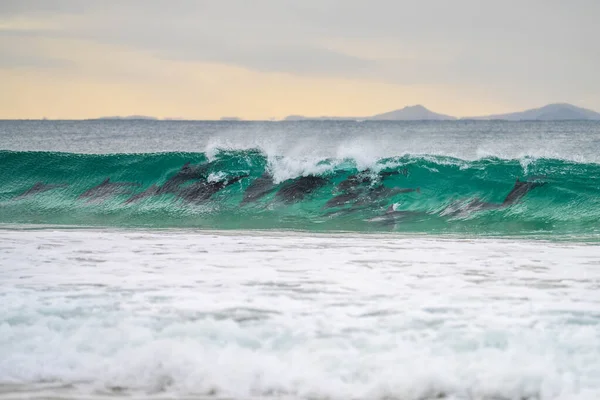 Avustralya Bir Sahilde Yunuslar Sörf Yapıyor — Stok fotoğraf