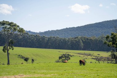 İlkbaharda kırsal alanda bir tarlada inekler.