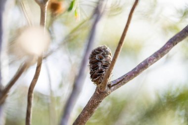 Tazmanya Avustralya 'da yaz mevsiminde Banksia tohumları açan çiçek. 