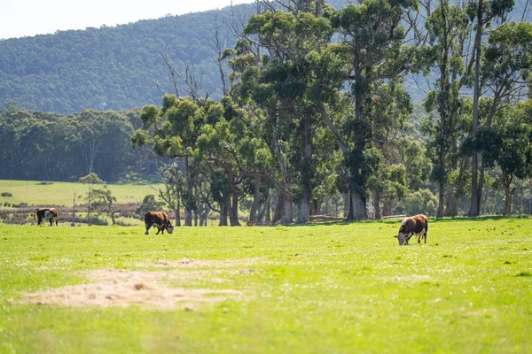 Vacas Campo Uma Paisagem Agrícola Campo Primavera — Fotografia de Stock