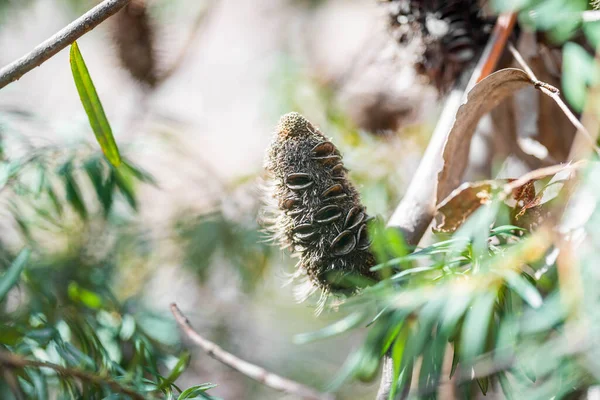 Flor Vagem Semente Banksia Aberta Tasmânia Austrália Verão — Fotografia de Stock
