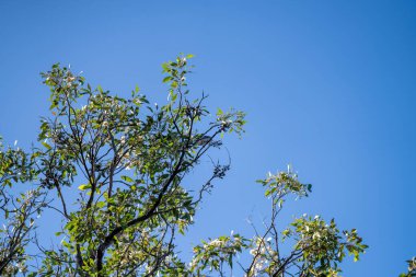 Avustralya 'da bir orman İlkbaharda yerli bir çalılıkta