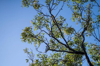 Avustralya 'da bir orman İlkbaharda yerli bir çalılıkta