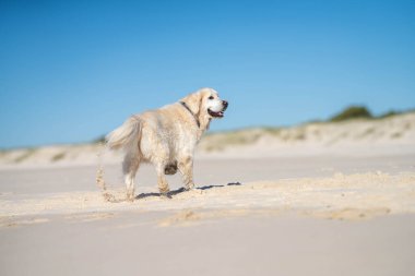 Yazın plajda beyaz Labrador Retriever köpeği