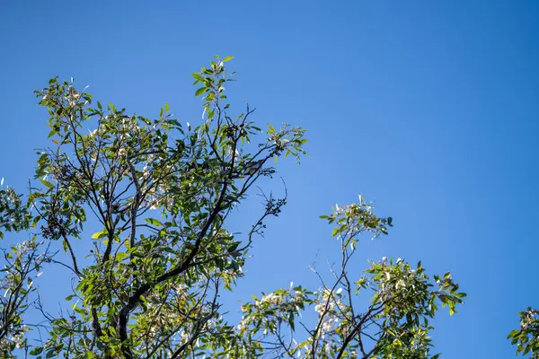 Floresta Austrália Arbusto Nativo Primavera — Fotografia de Stock