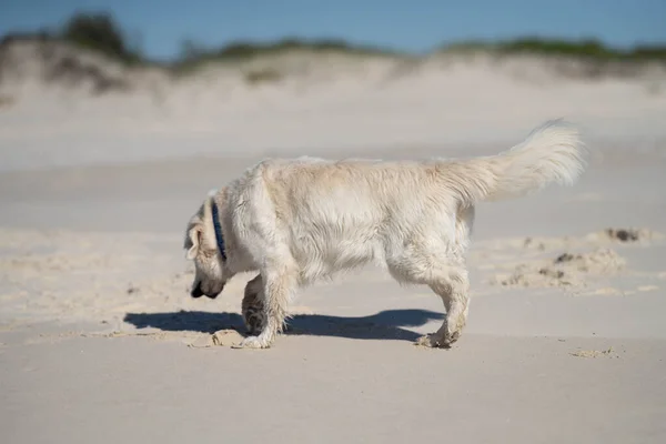 Yazın Plajda Beyaz Labrador Retriever Köpeği — Stok fotoğraf