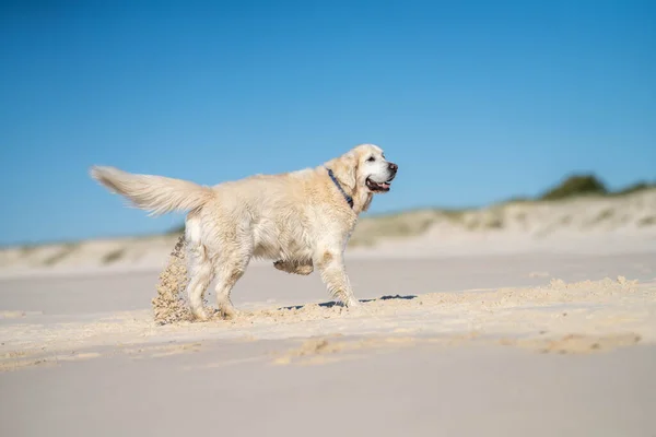 Bílý Labrador Retrívr Pes Pláži Létě — Stock fotografie