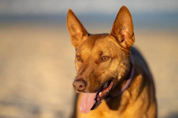 Kelpie Pantai Anjing Pasir Taman Australia Senja Hari — Stok Foto