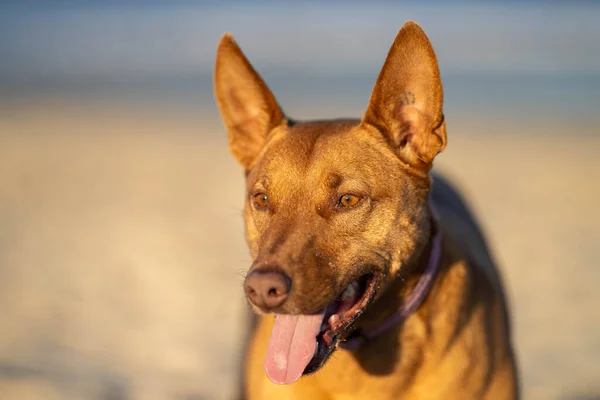 Kelpie Strand Hund Sand Einem Park Australien Der Abenddämmerung — Stockfoto