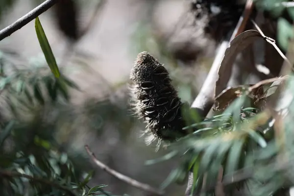Vagem Aberta Semente Banksia Arbusto Australiano Summe — Fotografia de Stock