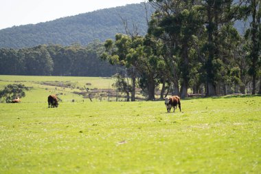 Baharda yeşil çimlerin üzerinde Hereford boğası