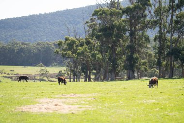 Avustralya 'da yeşil çimlerde bir tarlada inekler.