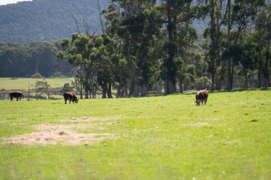 Baharda yeşil çimlerin üzerinde Hereford boğası