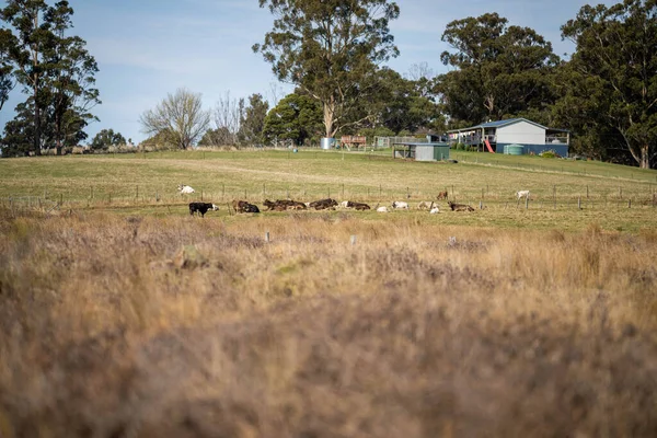 stock image herd of cows in a field in summe