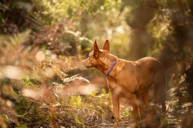 Avustralya 'daki çalılıklarda güzel kelpie' ler. Baharda bronz köpek