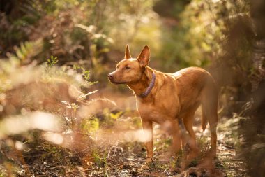 Avustralya 'daki çalılıklarda güzel kelpie' ler. Baharda bronz köpek