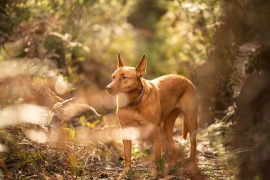 Avustralya 'daki çalılıklarda güzel kelpie' ler. Baharda bronz köpek