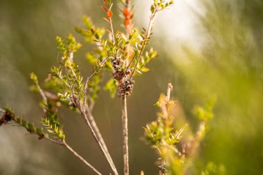 Avustralya 'da baharda çalı tohumları