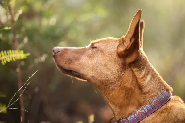 Vacker Kelpie Busken Australien Solbränd Hund Våren — Stockfoto