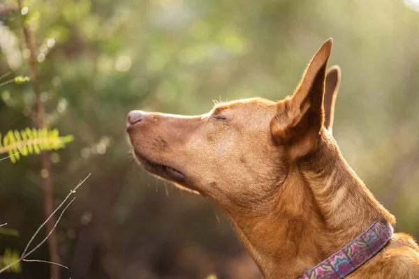 Vacker Kelpie Busken Australien Solbränd Hund Våren — Stockfoto