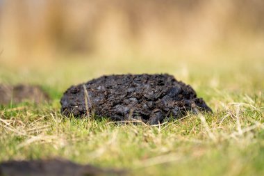 Avustralya 'da bir çiftlikte inek gübresi ve gübre.