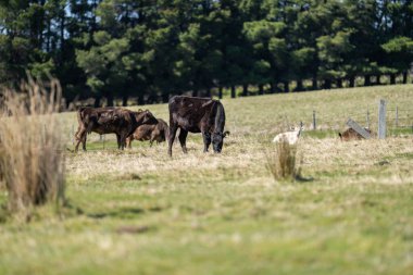 Avustralya kırsalında otlayan inekler.