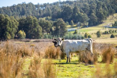 Avustralya 'da bir otlakta sığır eti.
