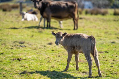 Avustralya 'da bir otlakta sığır eti.