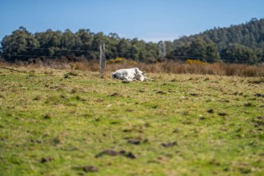 Murray Grey İnekleri Amerika 'da bir çiftlikte