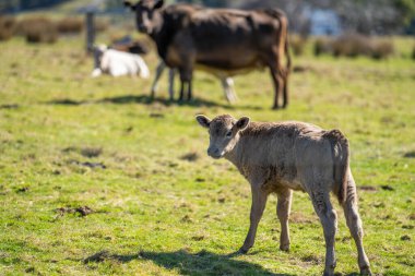Murray Grey İnekleri Amerika 'da bir çiftlikte