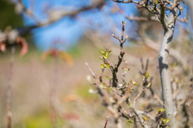 Elma bahçesi Avustralya 'da ilkbaharda yeni yapraklar alıyor.