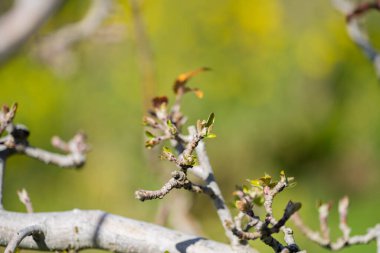 İlkbaharda tomurcuklanan sıra sıra elma ağaçları bahçesi