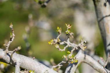 İlkbaharda tomurcuklanan sıra sıra elma ağaçları bahçesi