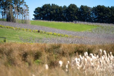 İlkbaharda tomurcuklanan sıra sıra elma ağaçları bahçesi