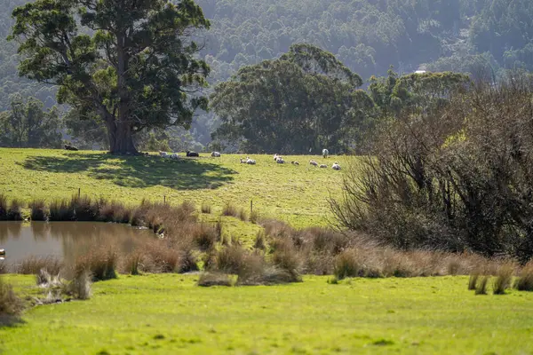 オーストラリアのパドックフリーレンジの牛 — ストック写真