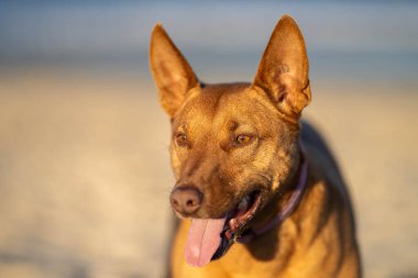 Kelpie sahilde, köpek kumsalda Avustralya 'da bir parkta alacakaranlıkta