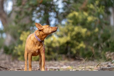 Ormanda, çalılıklarda bir köpek gezdiriyorum. Avustralya 'da bir parkta esmer kelpie İlkbaharda bir ormanda