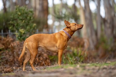 Ormanda, çalılıklarda bir köpek gezdiriyorum. Avustralya 'da bir parkta esmer kelpie İlkbaharda bir ormanda