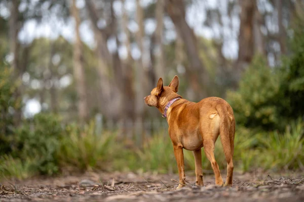 Pasear Perro Sendero Bosque Arbusto Tan Kelpie Parque Australia Primavera — Foto de Stock