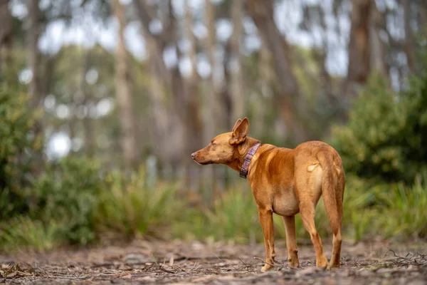 walking a dog on a path in the forest in the bush. tan kelpie in a park in australia in spring in a forest